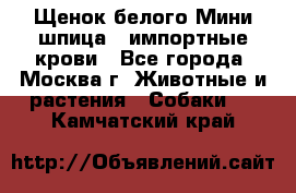 Щенок белого Мини шпица , импортные крови - Все города, Москва г. Животные и растения » Собаки   . Камчатский край